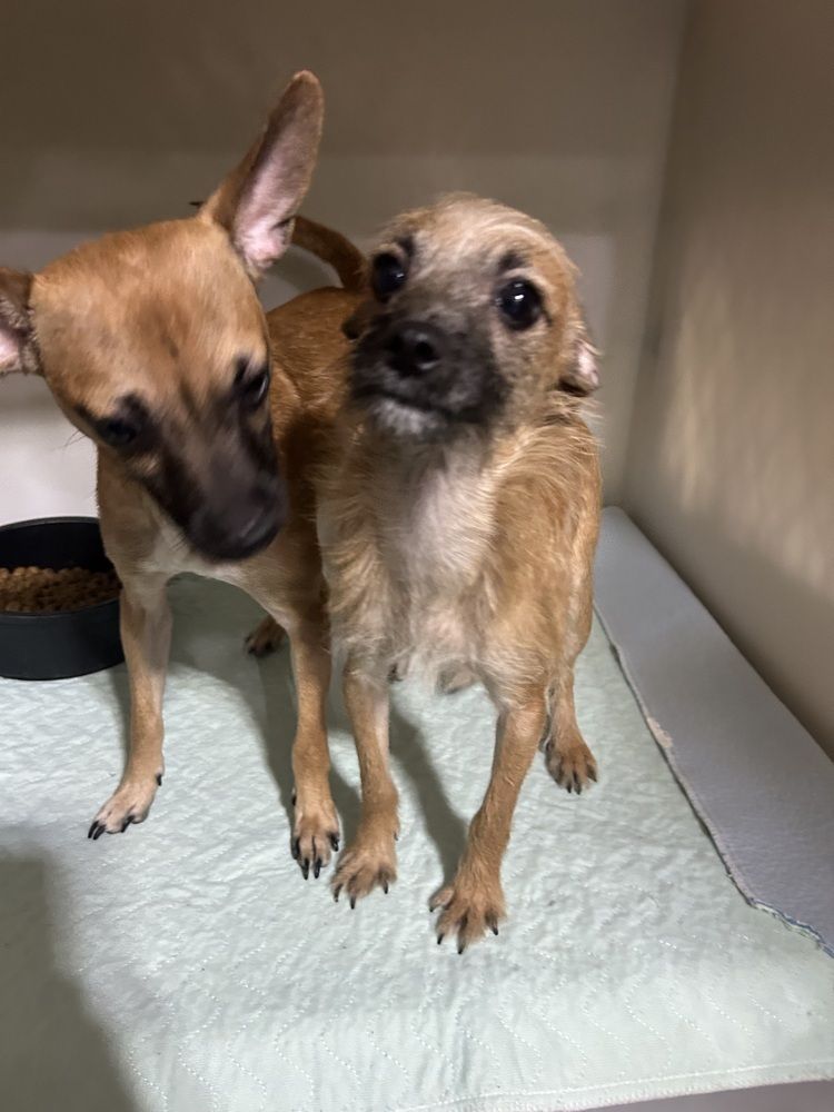 Dunn – Bonded with Brooks