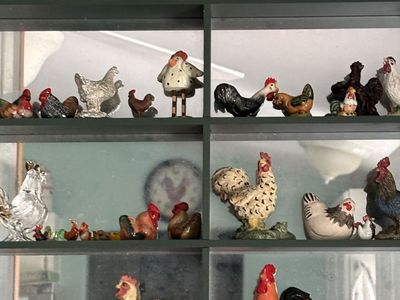 Chicken collection