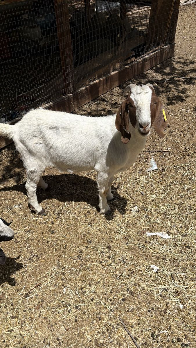 Boer Goats Nannies