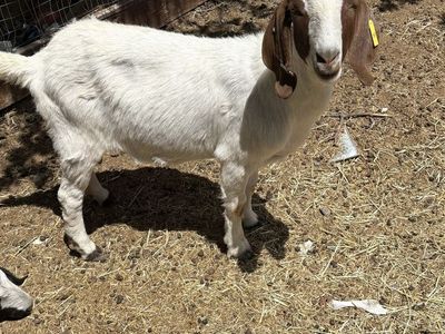 Boer Goats Nannies