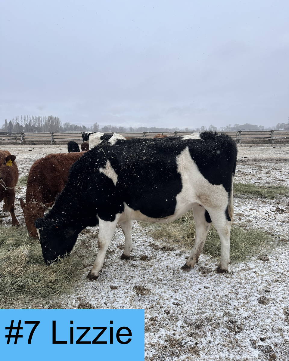 Bred Holstein Heifers