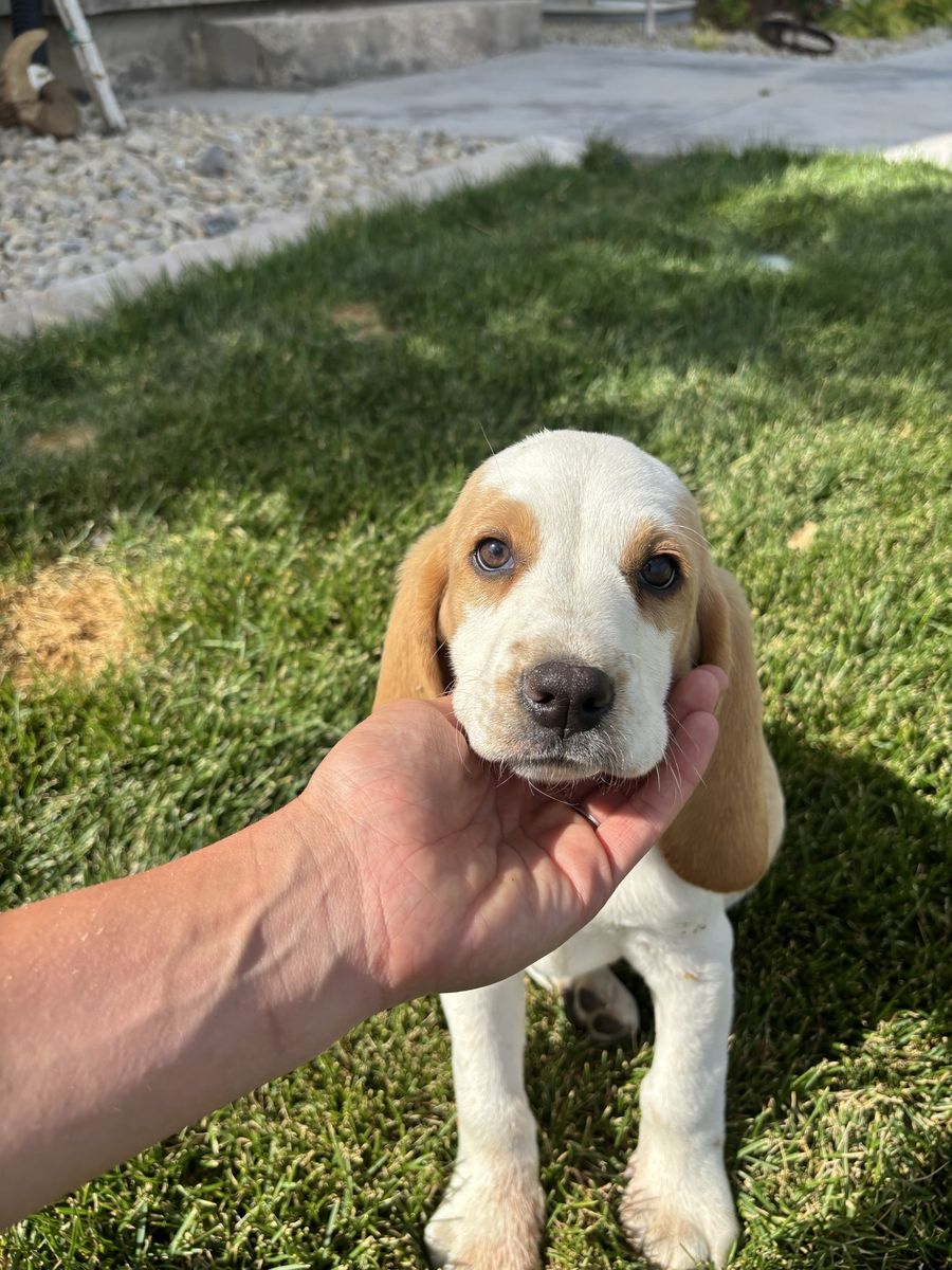 Basset Hound Aussie Puppy