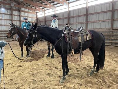 Beautiful Black Filly 3year old