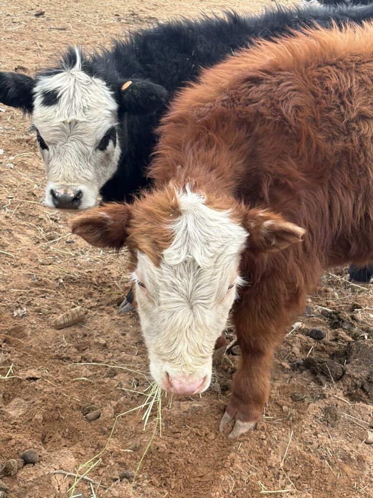 Lowline mini-hereford mix
