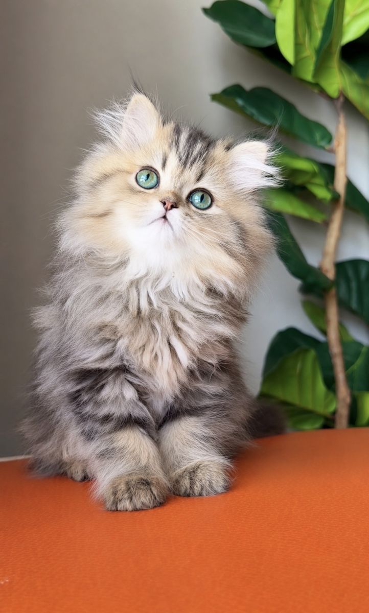 Dollface Persian Kitten