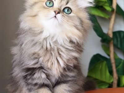 Dollface Persian Kitten