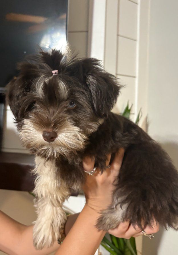Adorable Toy Schnauzer Puppies Available