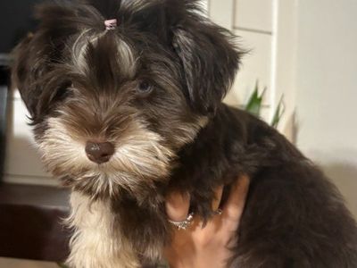 Adorable Toy Schnauzer Puppies Available