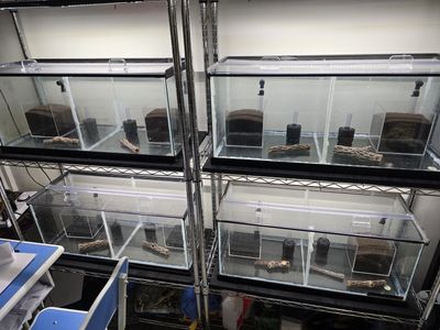 Setup for caradina shrimp breeding