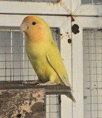Beautiful Young Lovebird