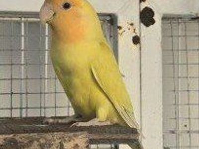 Beautiful Young Lovebird