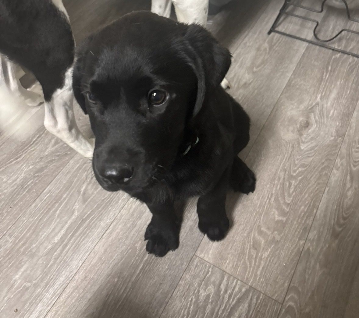 Black lab