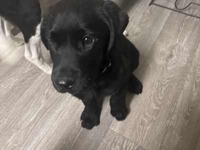Black lab