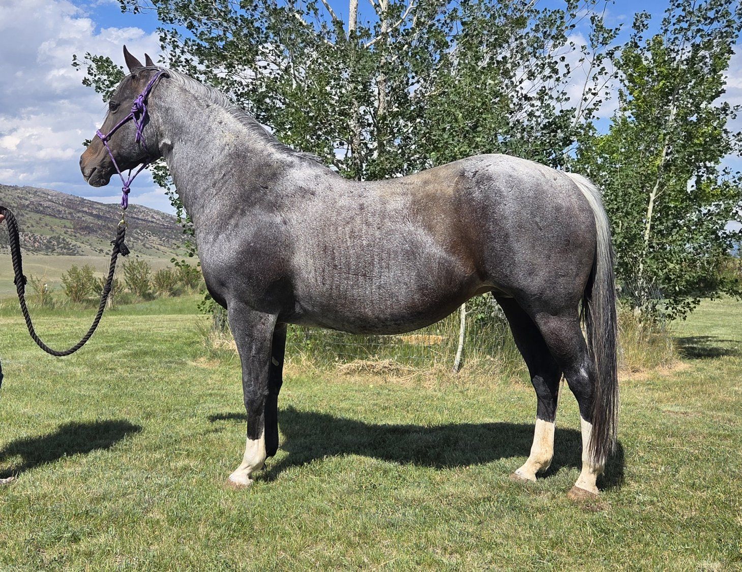 2011 Grade Bay Roan Rabicano Mare