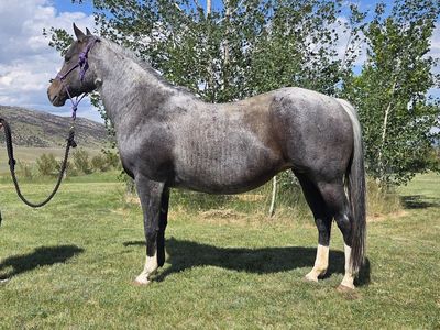 2011 Grade Bay Roan Rabicano Mare