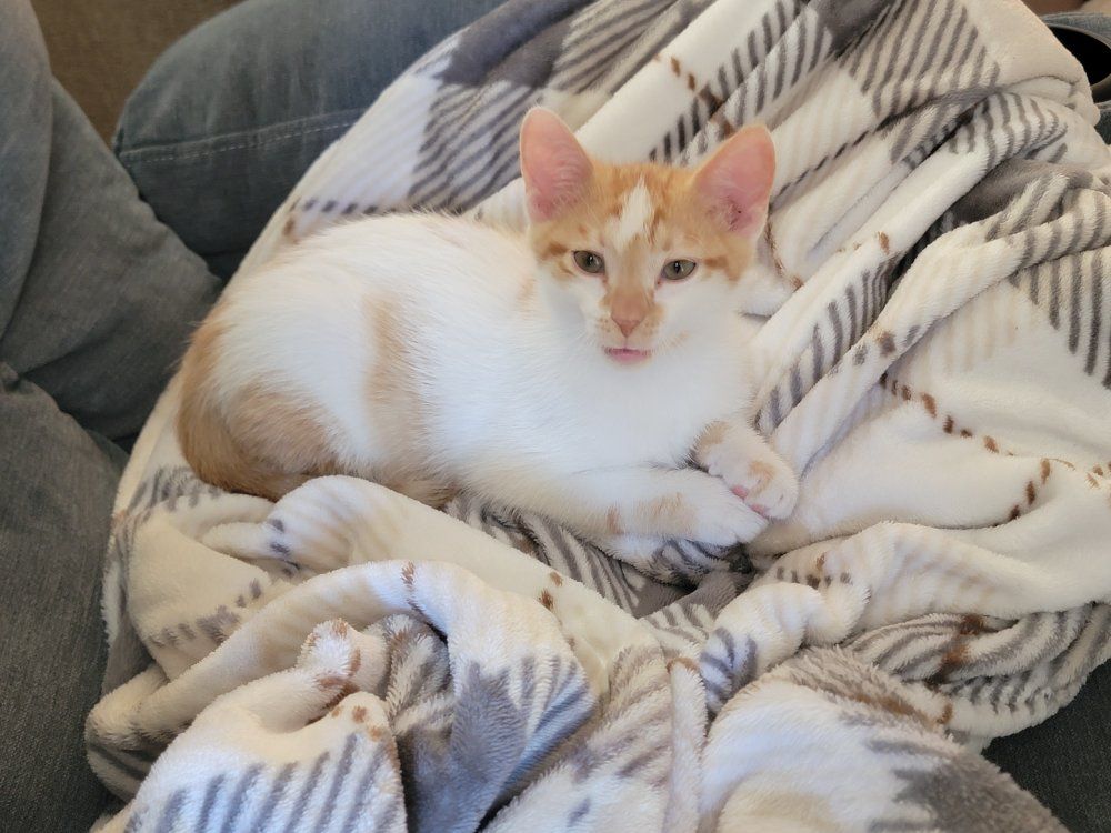 Orange/white Tabby Kitten