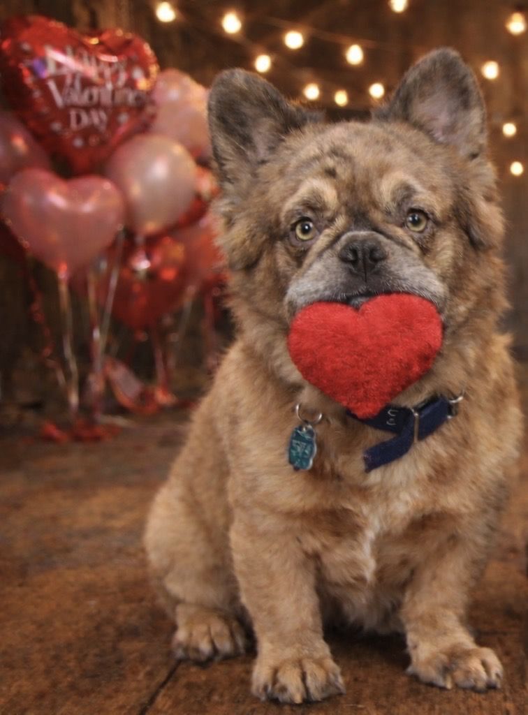 Fluffy Frenchy Frenchie Stud