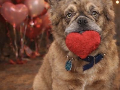 Fluffy Frenchy Frenchie Stud