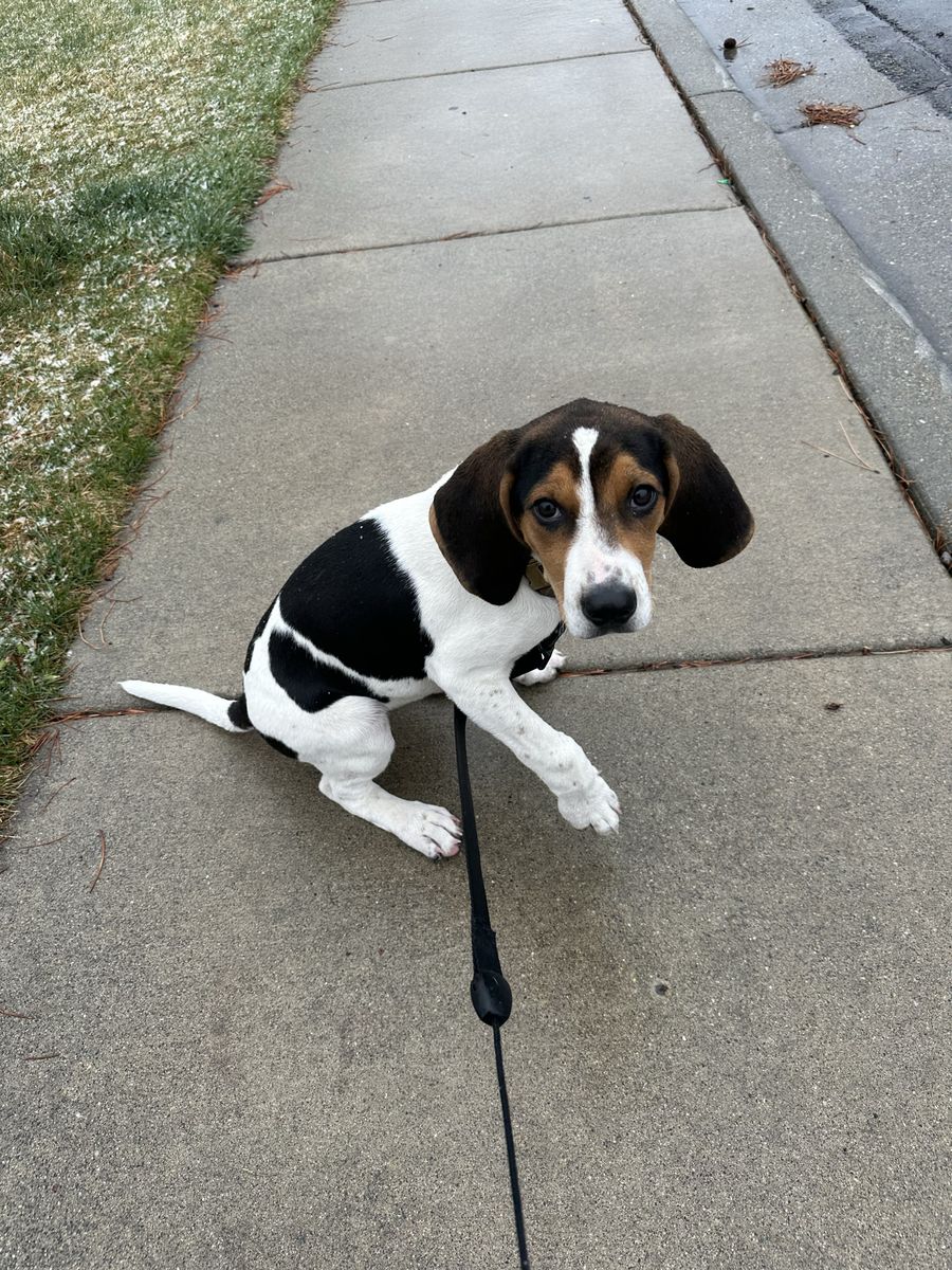 Beagle/pointer 4 Month Puppy