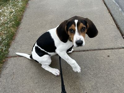 Beagle/pointer 4 Month Puppy