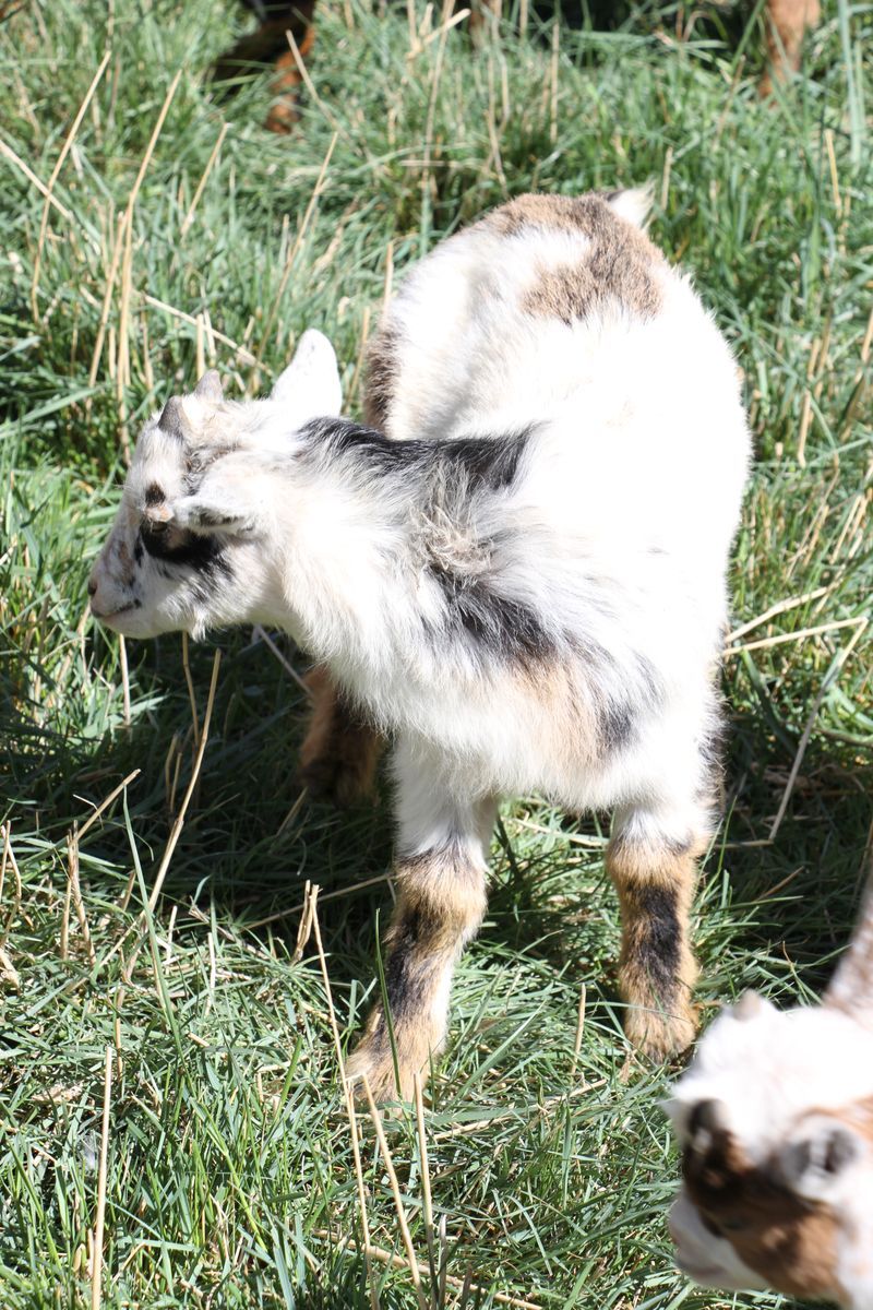 Pokey - Nigerian/Nubian buckling