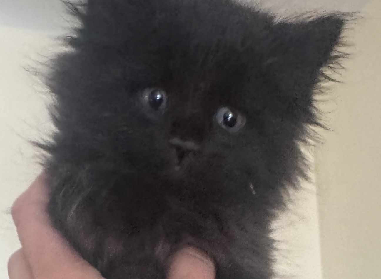 Two Fluffy Black Male Kittens - Playful and Loving