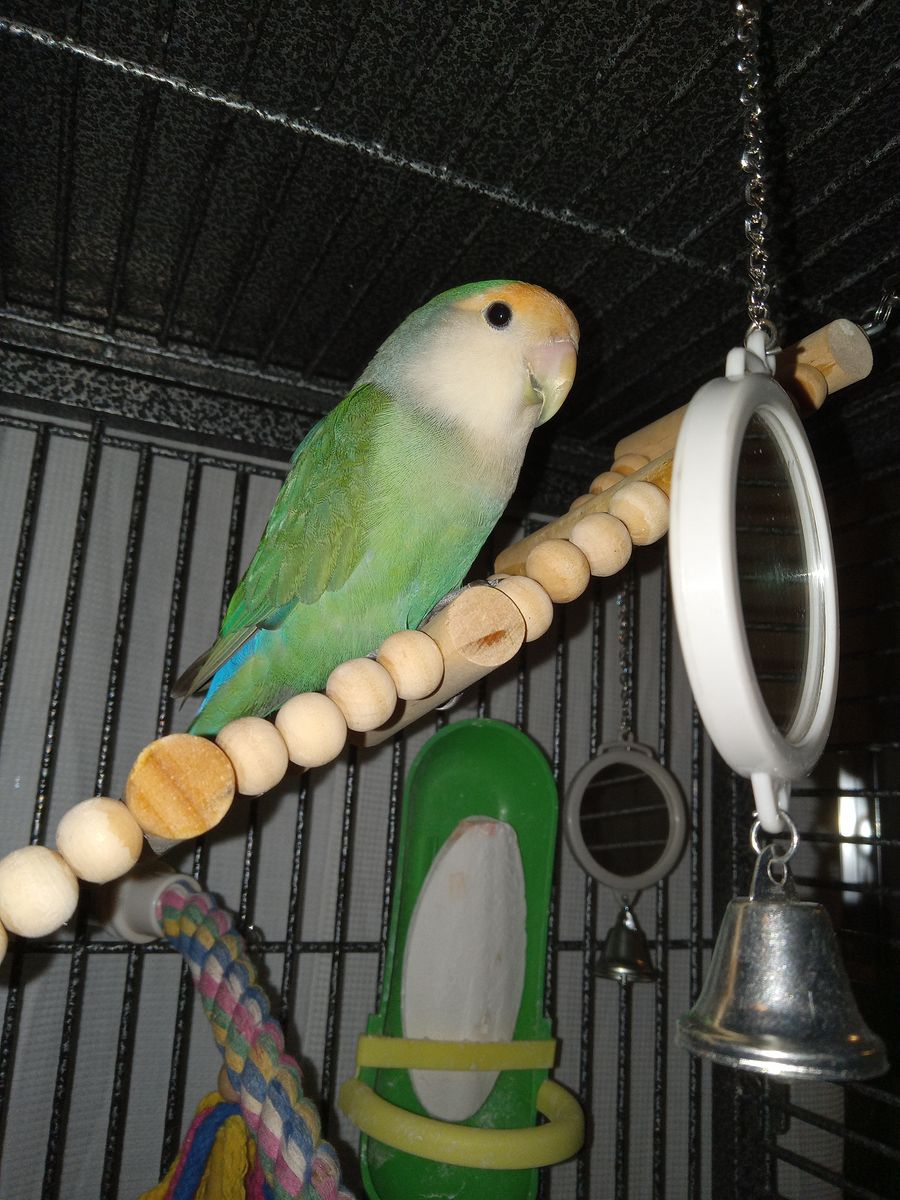 Lovebird with large cage on wheels, food and supplies seeks adult companion with bird experience