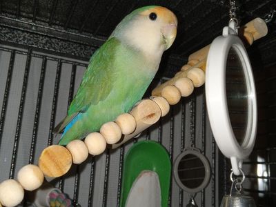 Lovebird with large cage on wheels, food and supplies seeks adult companion with bird experience