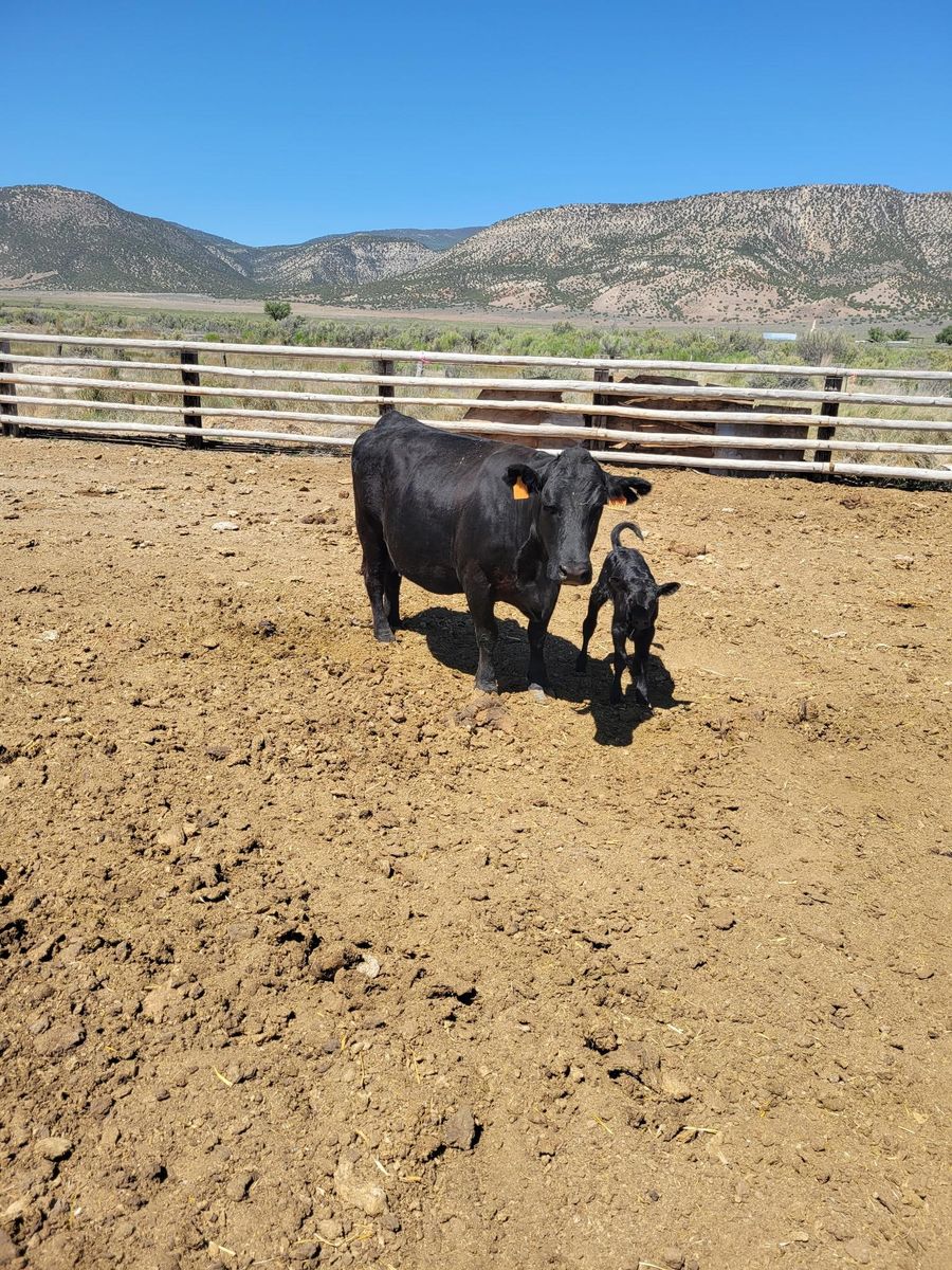 cow