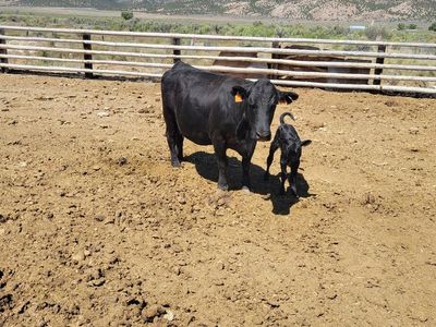 cow