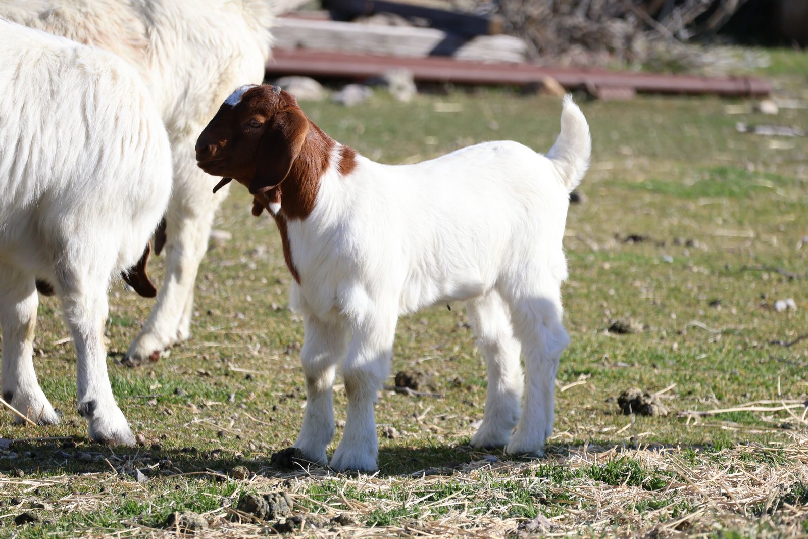 Boer Buckling FFA 4H Show Goat
