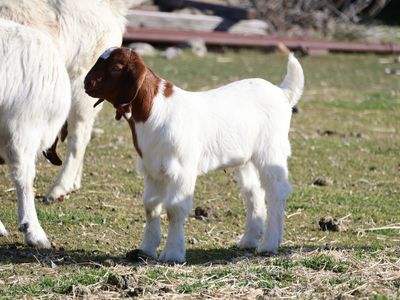 Boer Buckling FFA 4H Show Goat