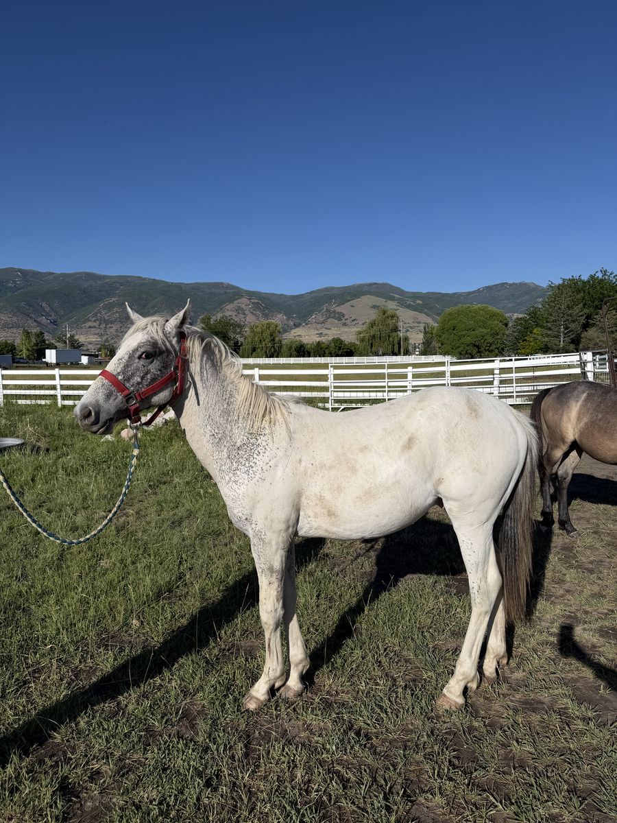 GAP 5 Appaloosa