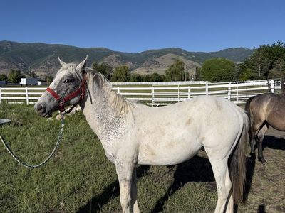 GAP 5 Appaloosa