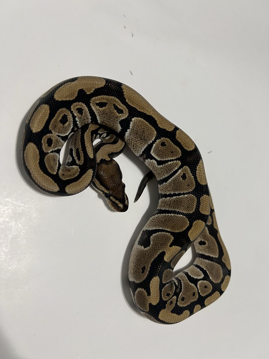 Normal Ball Python Pet Reptile #10