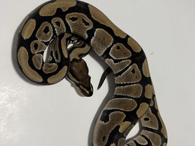 Normal Ball Python Pet Reptile #10