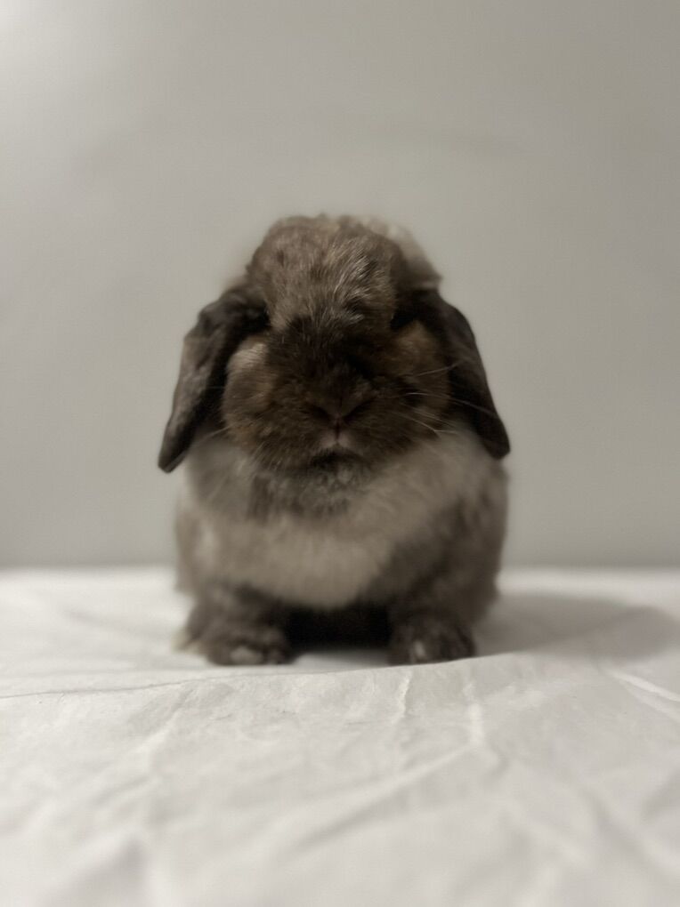Holland Lop Doe