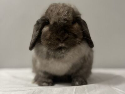 Holland Lop Doe