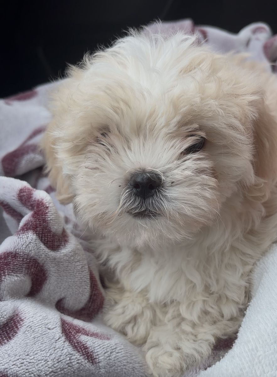 Shih Tzu poodle mix puppy