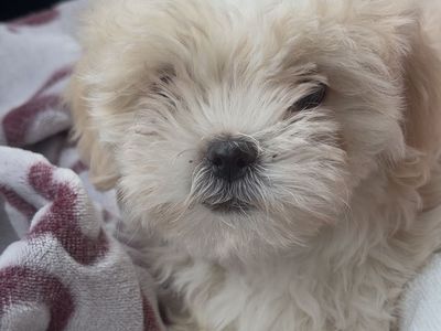 Shih Tzu poodle mix puppy