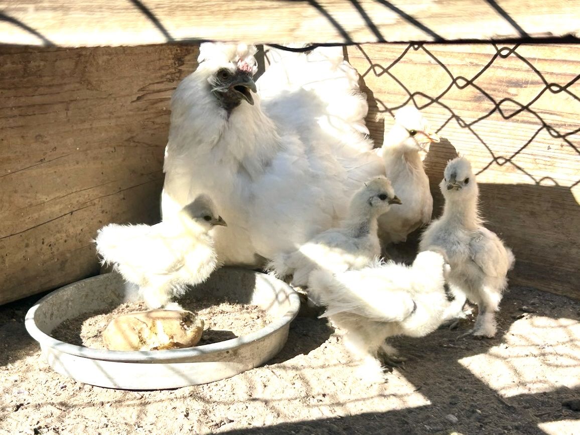 Hen & 5 chicks