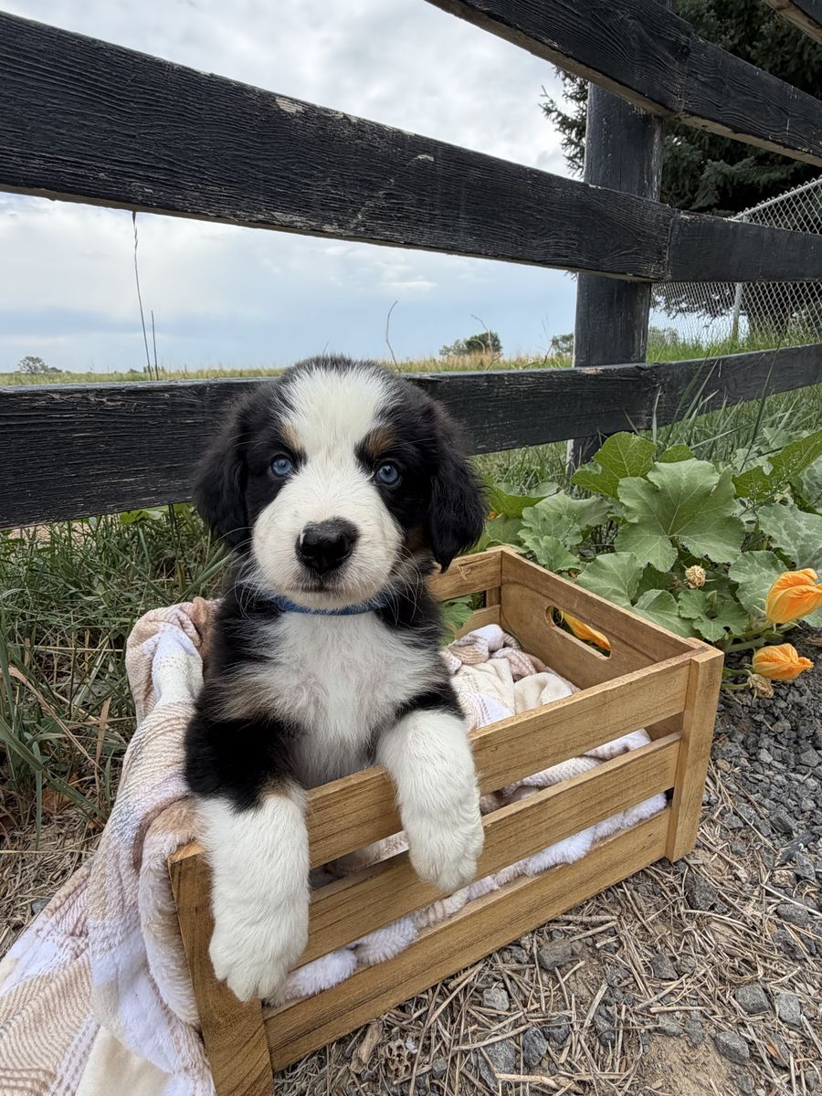 Australian Mountain Dog Puppy