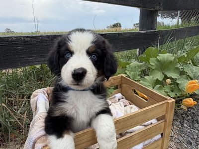 Australian Mountain Dog Puppy