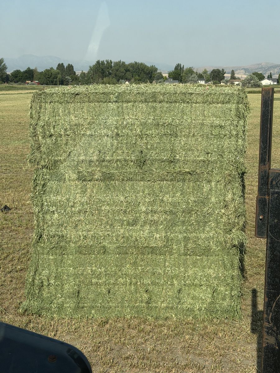 2nd and 3rd crop hay 3x4