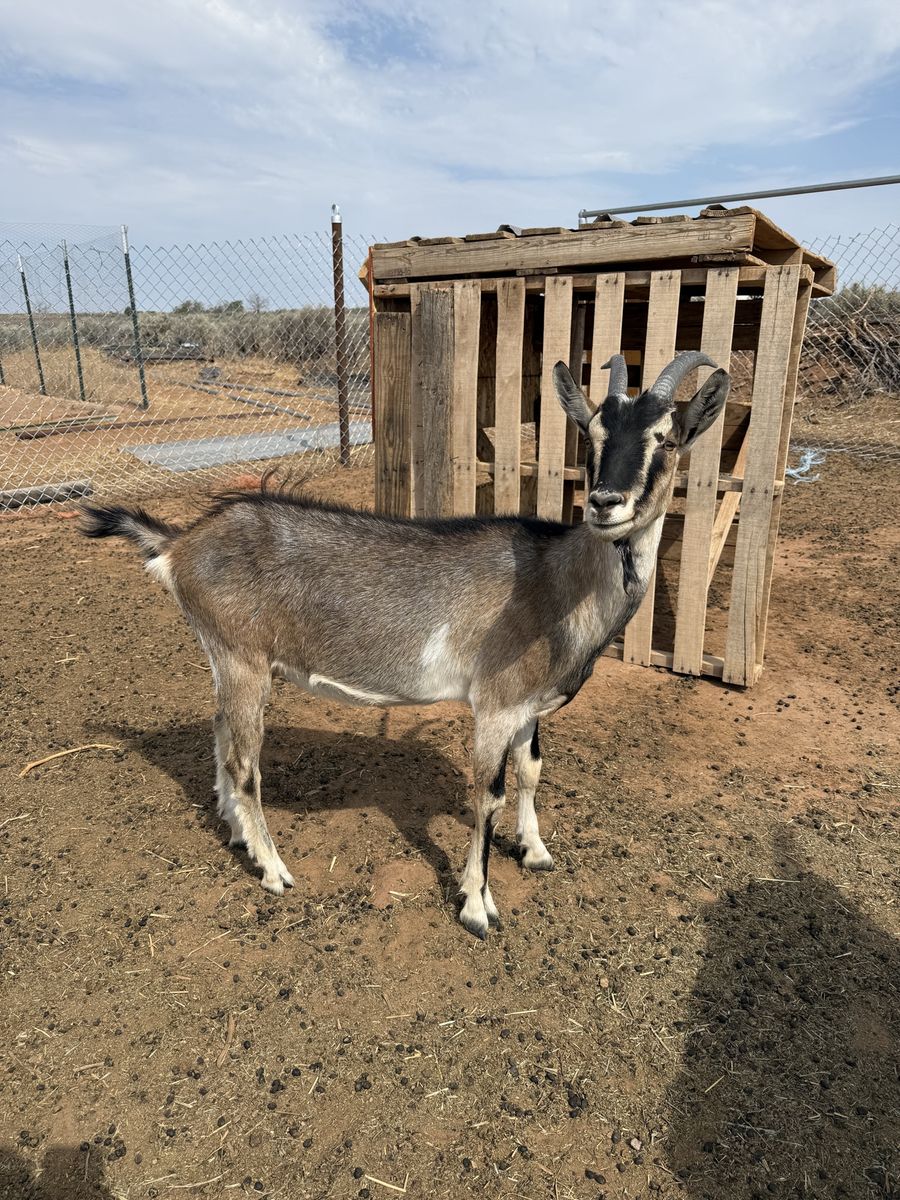 Alpine pack goat doeling