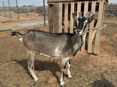 Alpine pack goat doeling