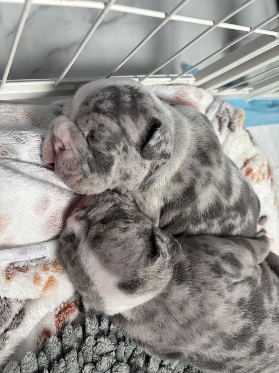 AKC English Bulldog