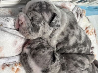 AKC English Bulldog