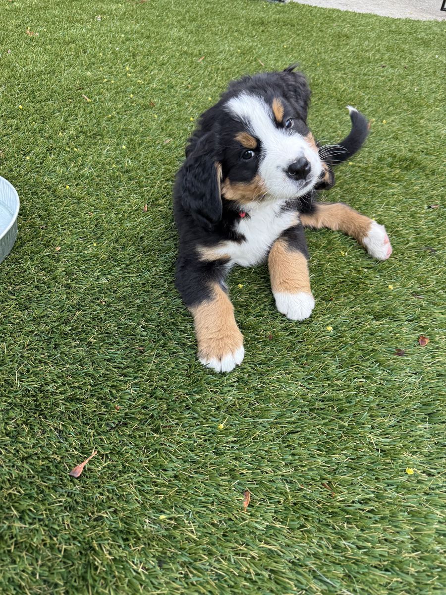Bernese Mountain Dog Puppy – Last One Available! ️