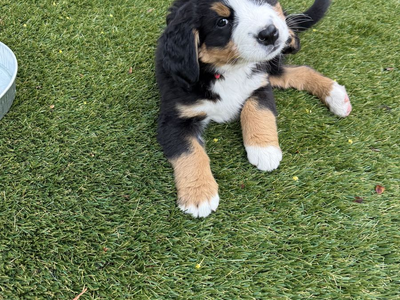 Bernese Mountain Dog Puppy – Last One Available! ️
